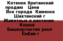 Котенок британский продаю › Цена ­ 3 000 - Все города, Каменск-Шахтинский г. Животные и растения » Кошки   . Башкортостан респ.,Сибай г.